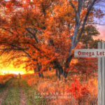 Farewell Omega Letter