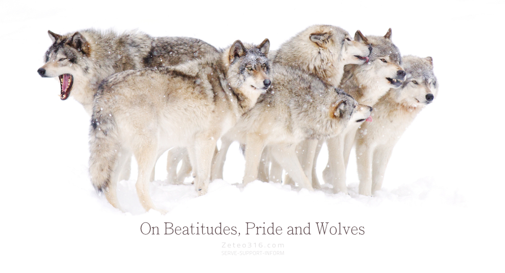 On Beatitudes Pride and Wolves: The Beatitudes are found in Matthew chapter five, the Sermon on the Mount. What do they have to do with pride and wolves you ask?
